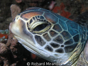 Turtle eating a sponge by Richard Mirande 